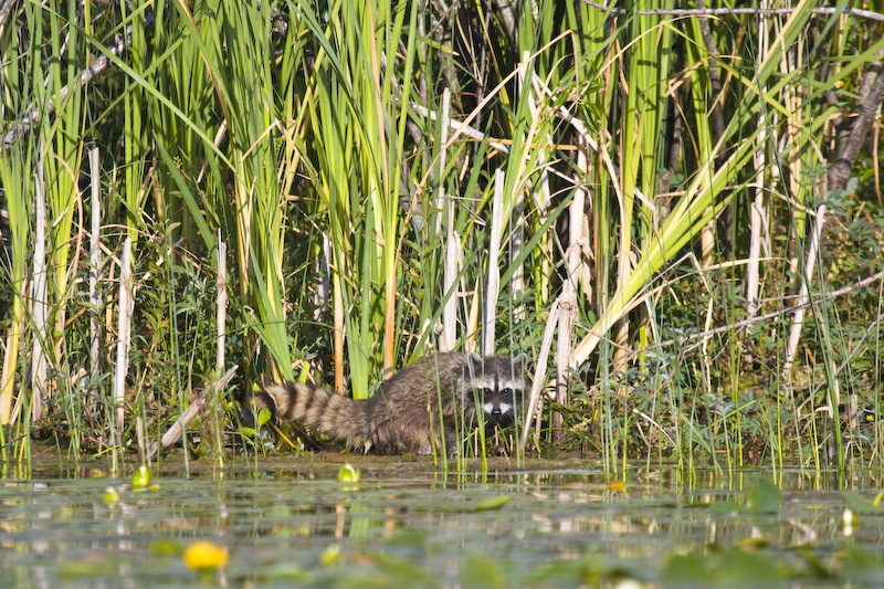 Racoon In Reeds